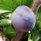 Zwetschgen / Prunus domestica in Sorten