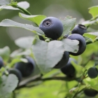 Heidelbeere / Vaccinium corymbosum in Sorten