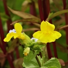 Gauklerblume / Mimulus luteus