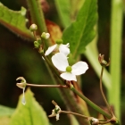 Pfeilkraut / Sagittaria trifolia