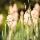 Kleiner Rohrkolben / Typha angustifolia