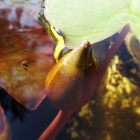 Seerose / Nymphaea cultorum in Sorten