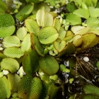 Schwimmfarn / Salvinia natans