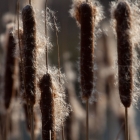 Rohrrkolben / Typha latifolia