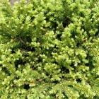 Zwerg-Nest-Fichte / Picea abies Little Gem