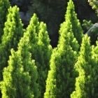 Zuckerhutfichte / Picea glauca Conica