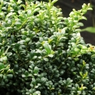 Japanische Zwerg-Stechpalme / Ilex cren. Convexa