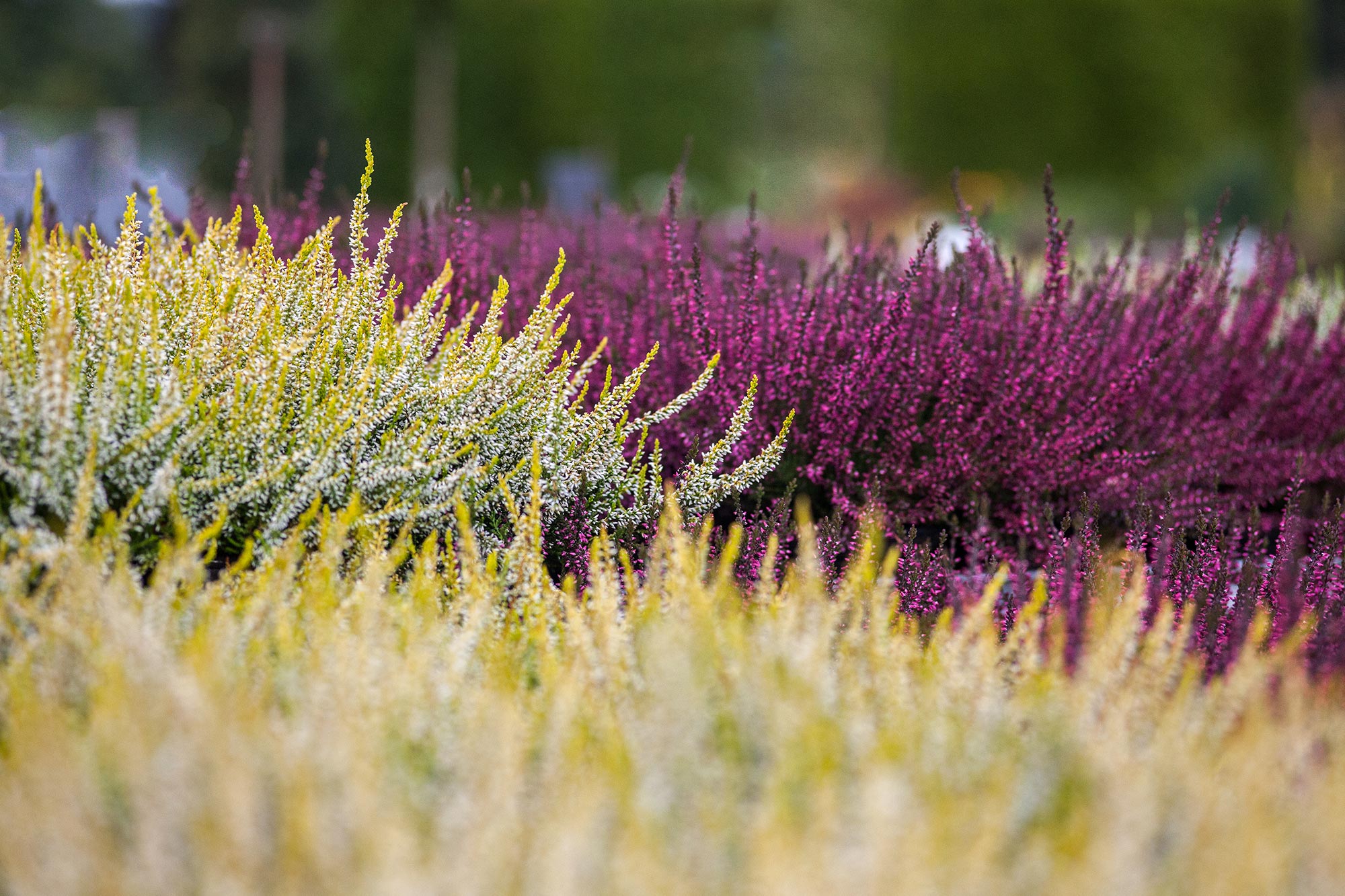 Herbst Baumschule Erhardt