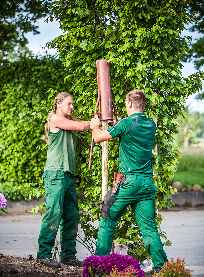 Ausbildung zu BaumschulGärtner/in Baumschule Erhardt
