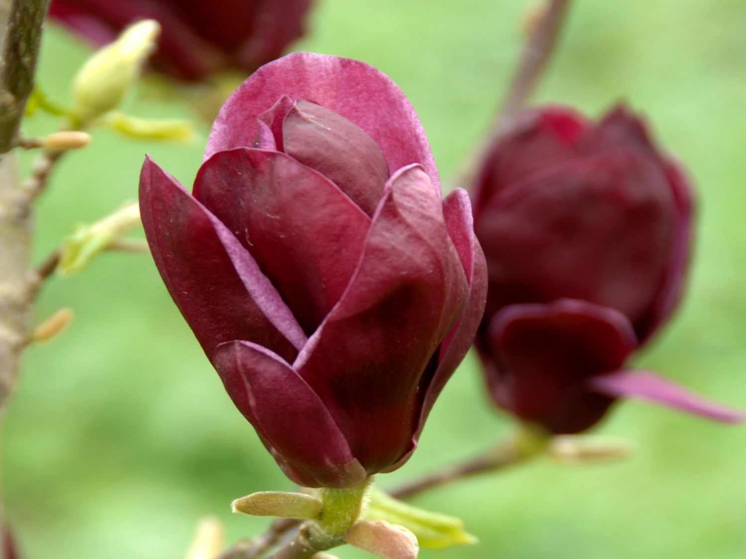 Magnolien Baumschule Erhardt