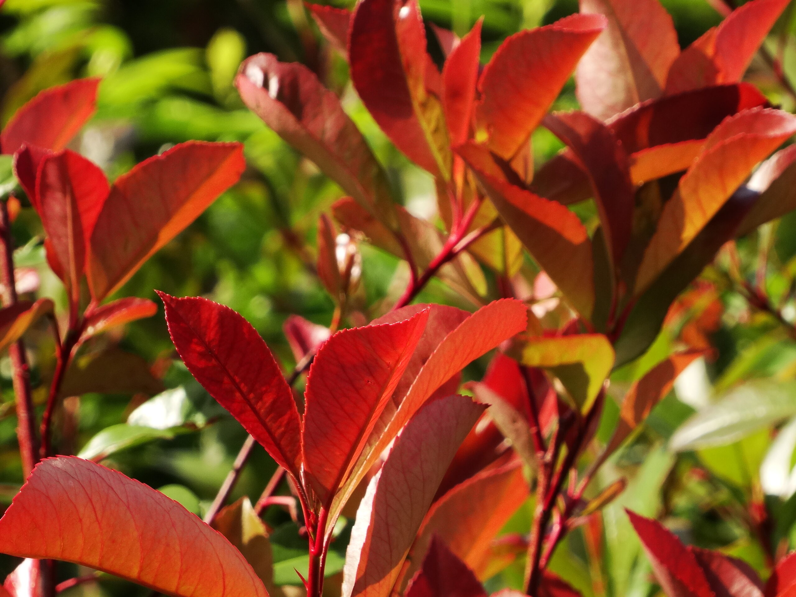 Photinia fraseri Baumschule Erhardt