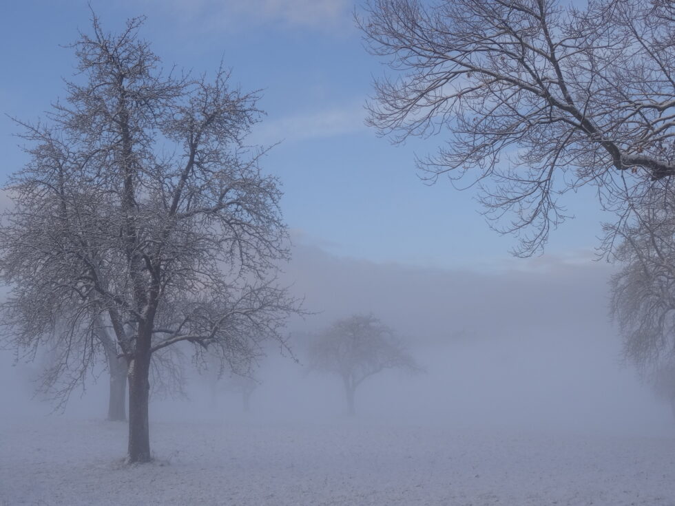 winterruhe-baum-im-nebel-silhouette