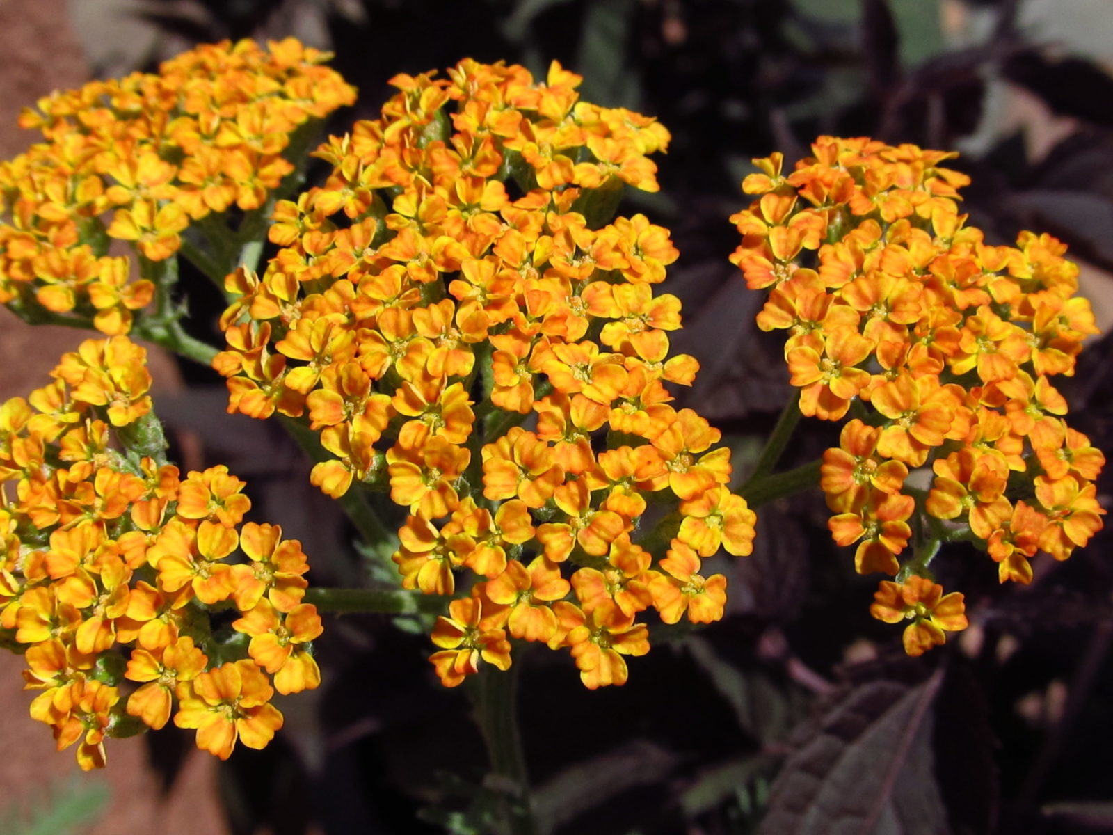 Achillea Baumschule Erhardt