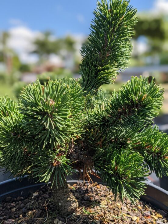 Pinus-Jakobsen