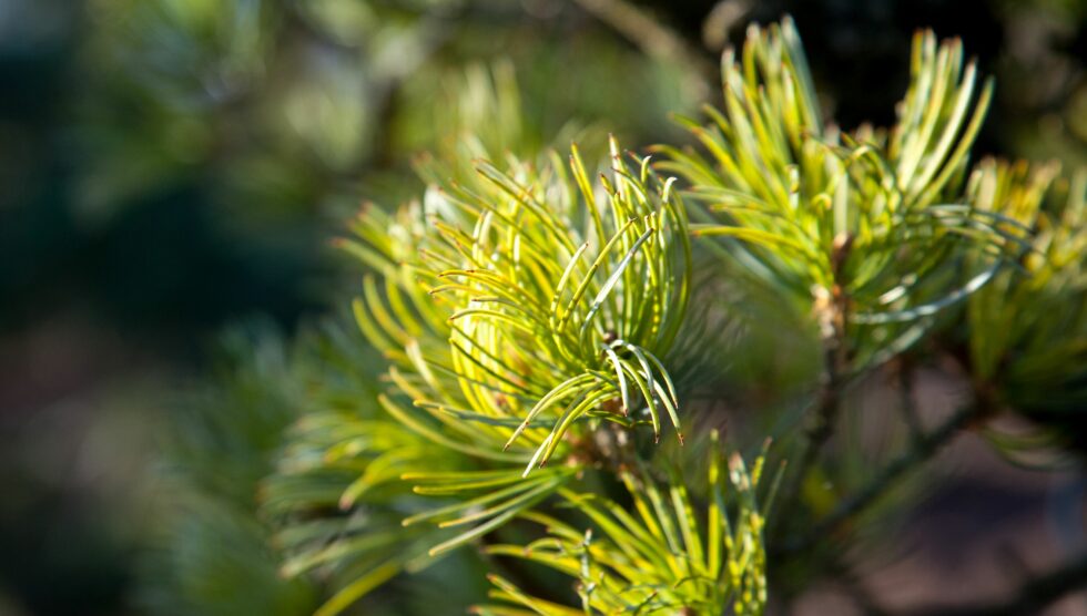 Pinus-Zwergkiefer