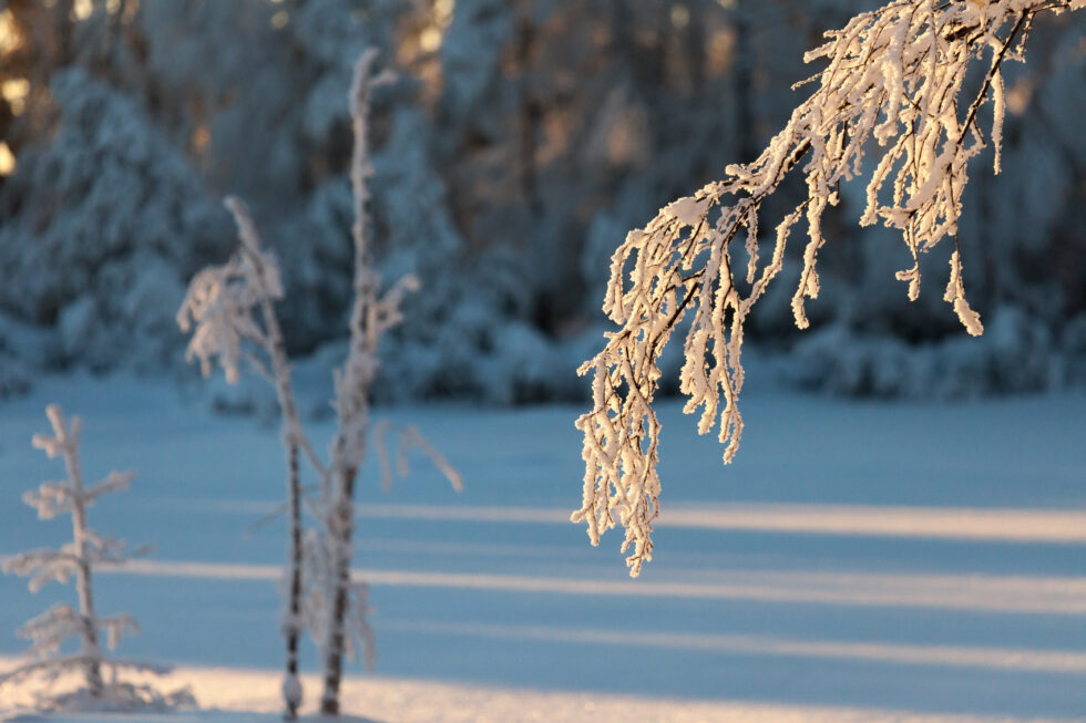 Sonnenbeschienener, schneebedeckter Ast vor weißer Winterlandschaft