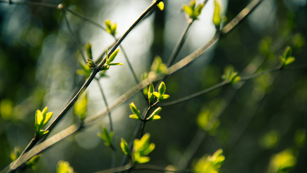 grüne Zweige im Frühling
