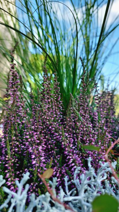 Bunte Heidewelt: Calluna vulgaris Herbstlavendel in Kombination mit Gräsern und Stacheldraht im Korb