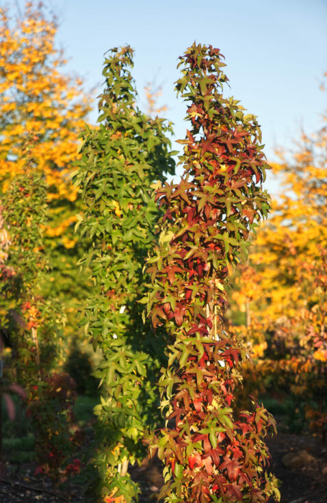 LiquidambarstyracifluaSlenderSilhouetteSäulenamberbaum