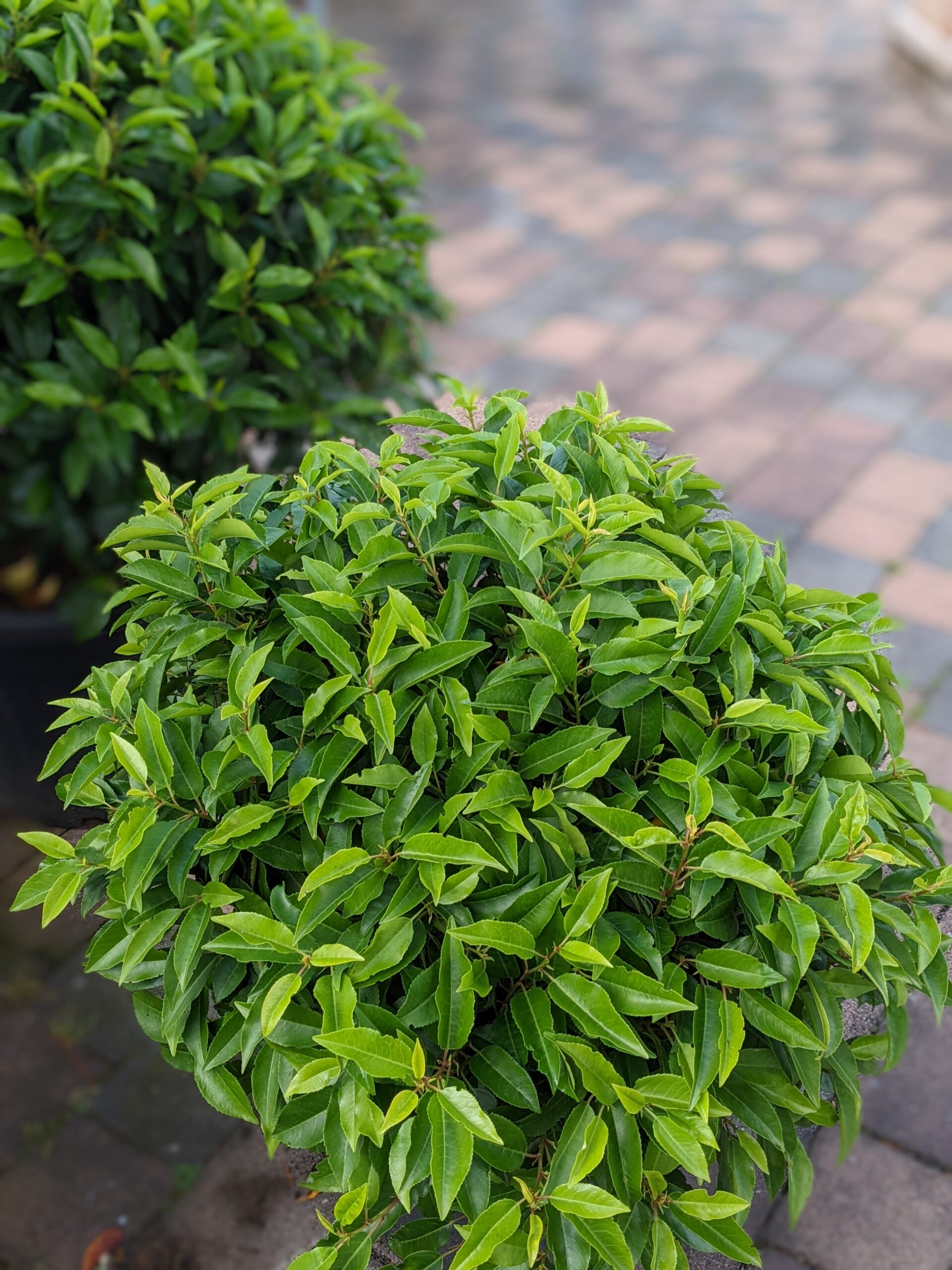 Prunus lusitanica Angustifolia Baumschule Erhardt